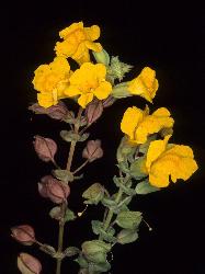 Image: P.B. Heenan © Landcare Research 2012 